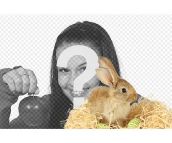 fotomontage mit einem kaninchen und ostereier um ihre fotos online und kostenlos