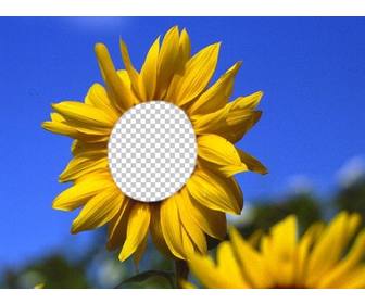 lustige fotomontage ihr gesicht auf einem schonen sonnenblumen