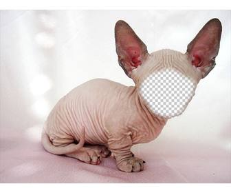 fotomontage eines kahlen sphynx katze mit den großen ohren wo sie ihr gesicht kann