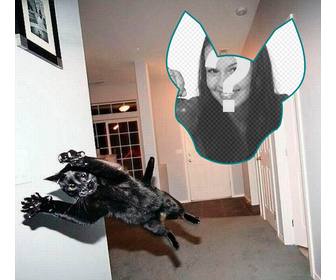 fotomontage mit eine katze springt als ob eine explosion gab