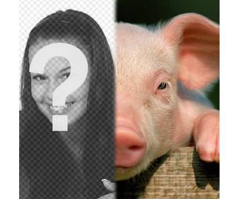schwein mit ihrem gesicht um eine fotomontage zu machen nutzen sie diese kostenlose