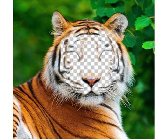 fotomontage eines tigers ihr bild auf seinem gesicht