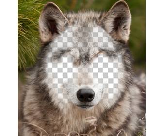 setzen sie ihr gesicht auf einem wolf mit diesem foto-effekt