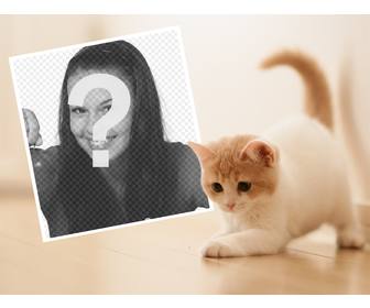 foto-effekt mit einem niedlichen katzchen ihr lieblingsfoto