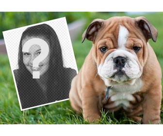 online-effekt mit einer englischen bulldogge wo sie ihr foto