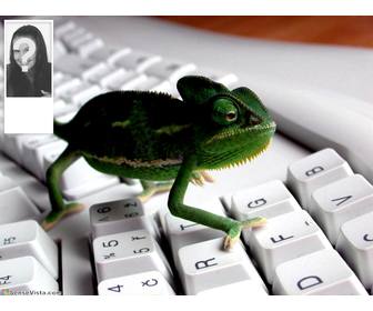hintergrund fur twitter mit einem bild von einem chamaleon in einer tastatur fertigen sie mit ihrem foto auf der seite