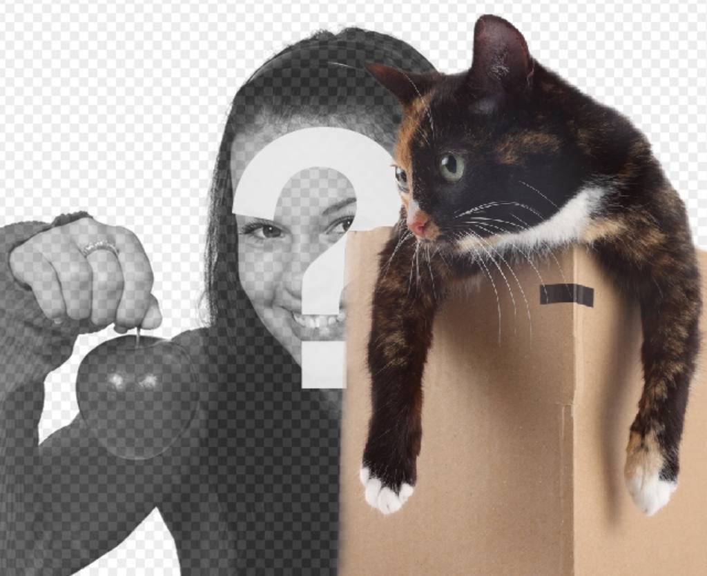 Fotomontage auf ein Kätzchen in eine Schublade gesteckt in einem Ihrer..
