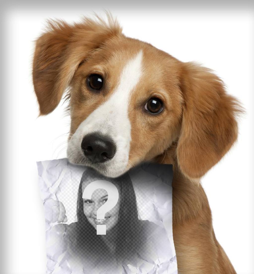 Fotomontage mit traurigen Welpen Hund auf der Suche nach seinem Besitzer, der eine Rolle in den Mund, wo Sie ein Bild hochladen kann,..