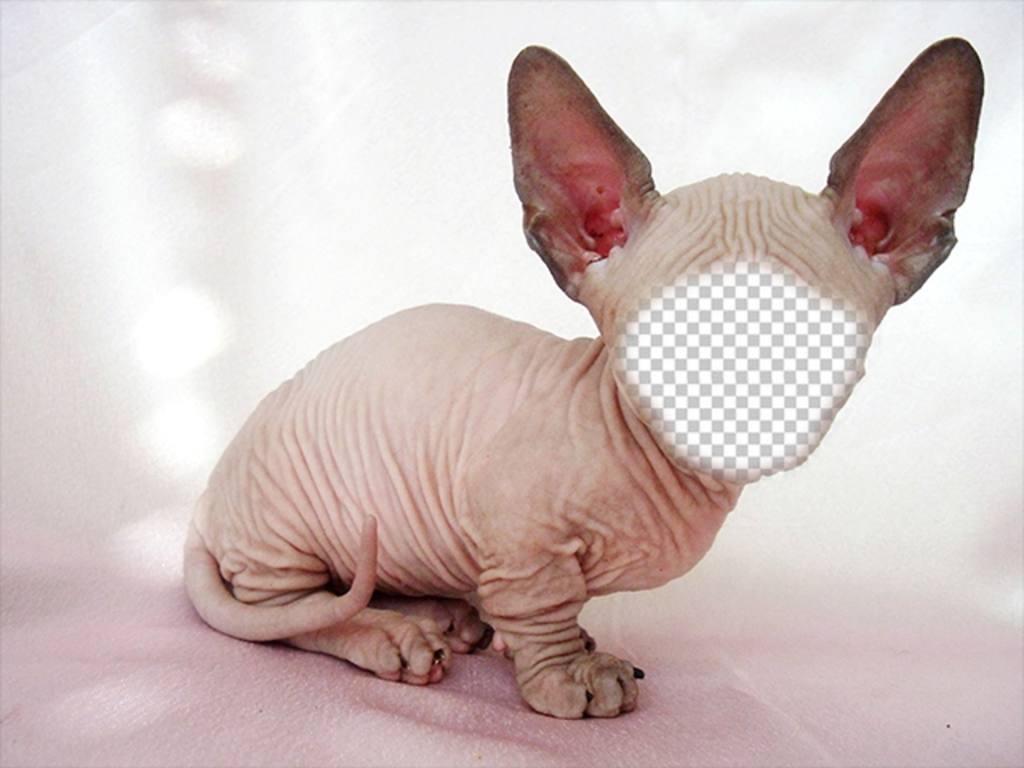 Fotomontage eines kahlen Sphynx Katze mit den großen Ohren, wo Sie Ihr Gesicht kann ..