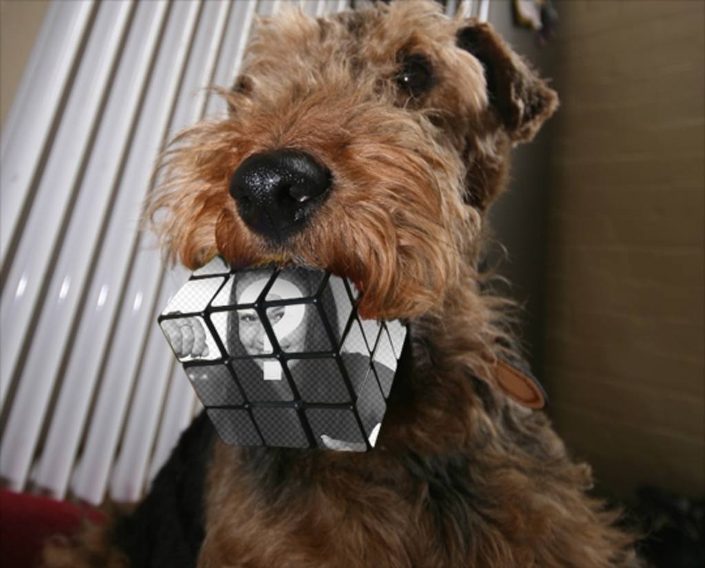 Fotomontage Rubik-Würfel von einem Hund gebissen. Laden Sie ein Foto und machen diesen..