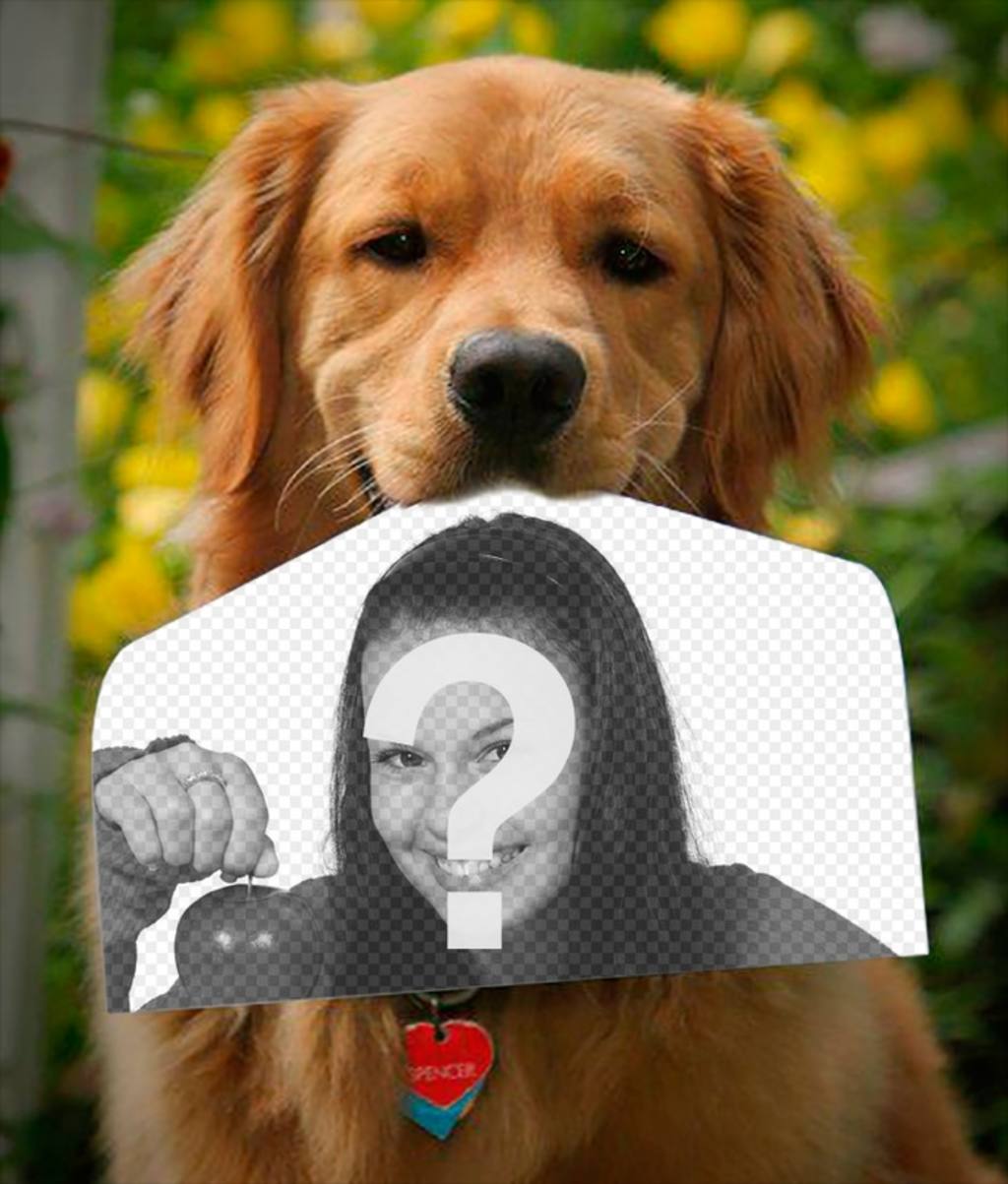 Fotomontage mit einem Hund hält ein Foto mit der Nase in einer lustigen Art und Weise. Dieser Golden Retriever ..
