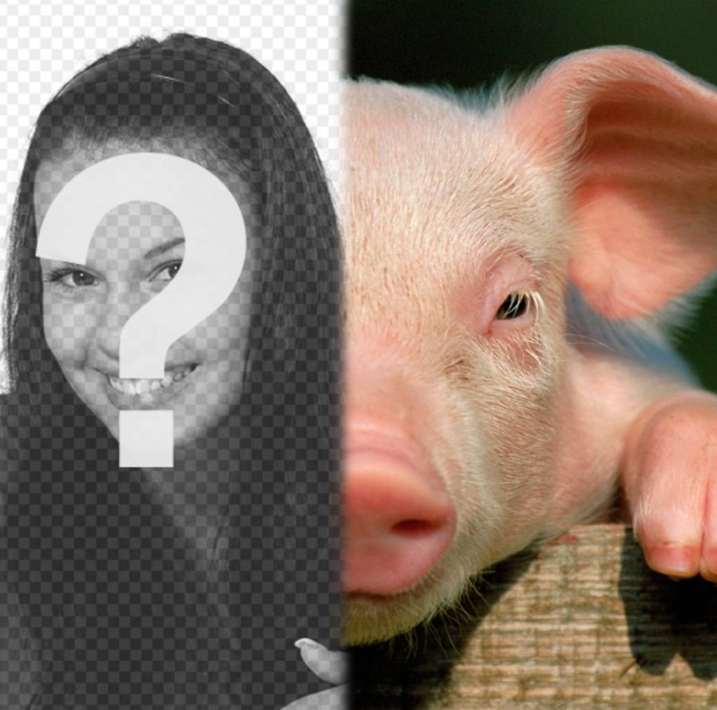 Schwein mit Ihrem Gesicht, um eine Fotomontage zu machen. Nutzen Sie diese kostenlose ..
