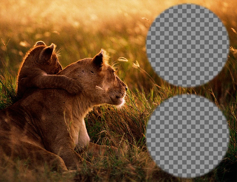 Collage von zwei Fotos mit einer Löwin und ihr Junges. ..