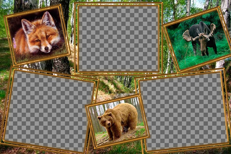 Collage der Tiere mit drei Fotos von sich selbst zu bearbeiten. ..