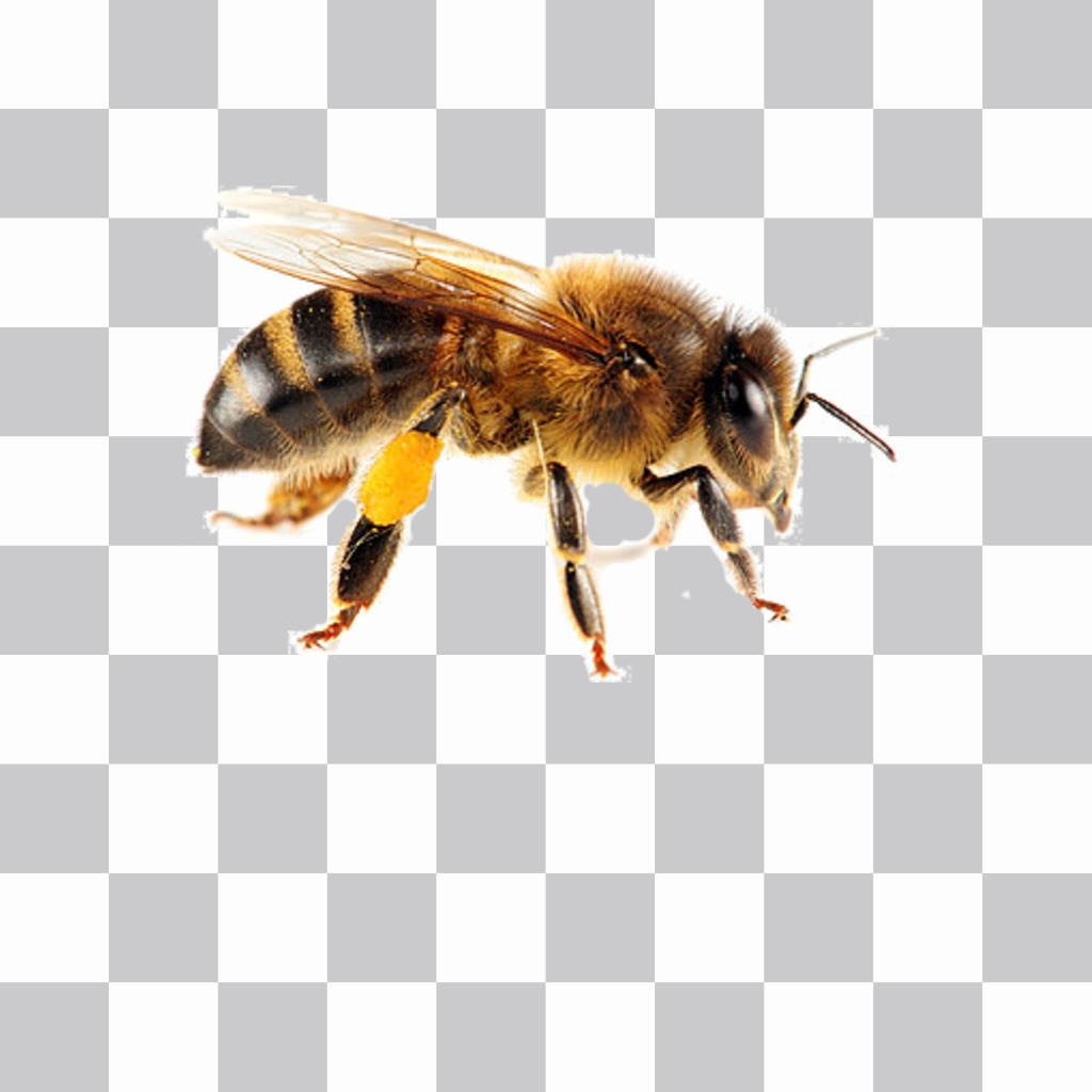Eine Biene, Aufkleber, die Sie auf Ihre Fotos ganz einfach ..