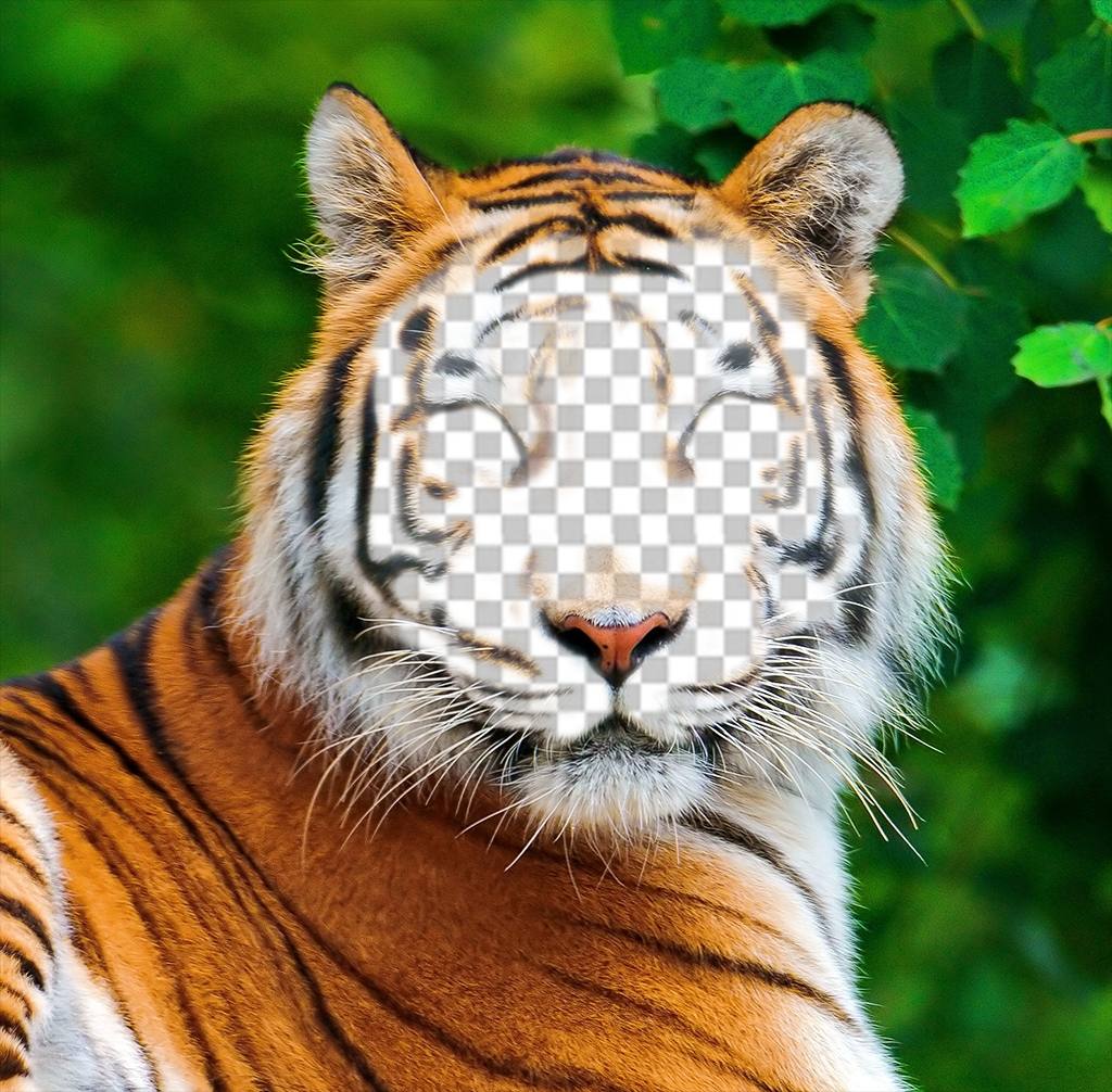 Fotomontage eines Tigers Ihr Bild auf seinem Gesicht ..