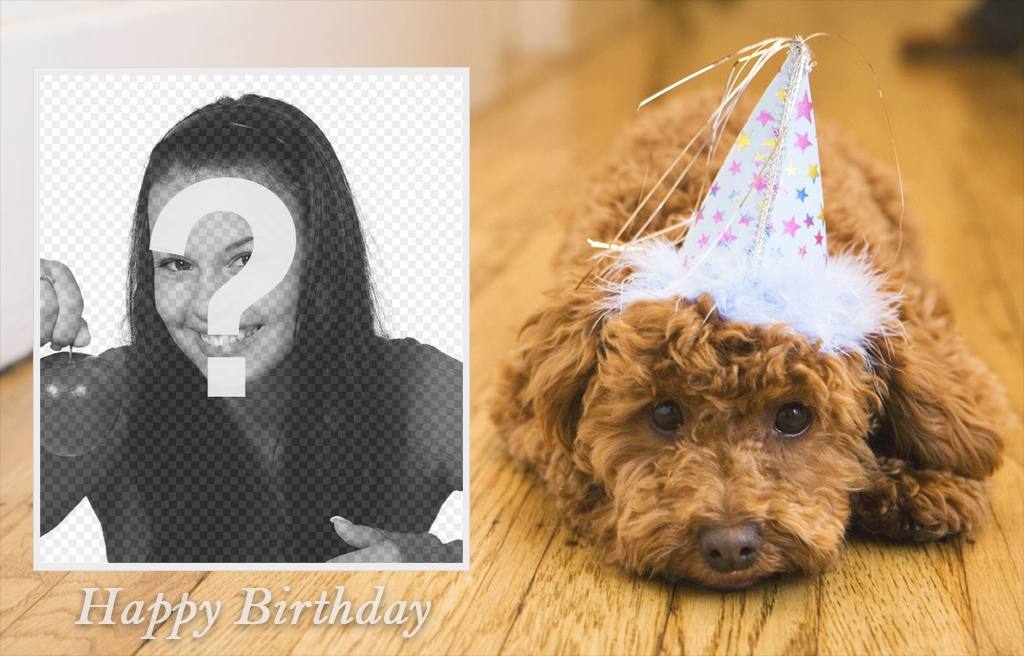 Foto Wirkung Geburtstag mit einem Hund für Ihr Foto ..