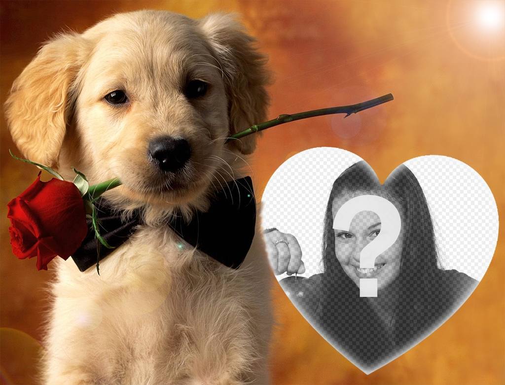 Laden Sie Ihr Foto zu diesem Zweck mit einem sanften Hund und eine Rose ..