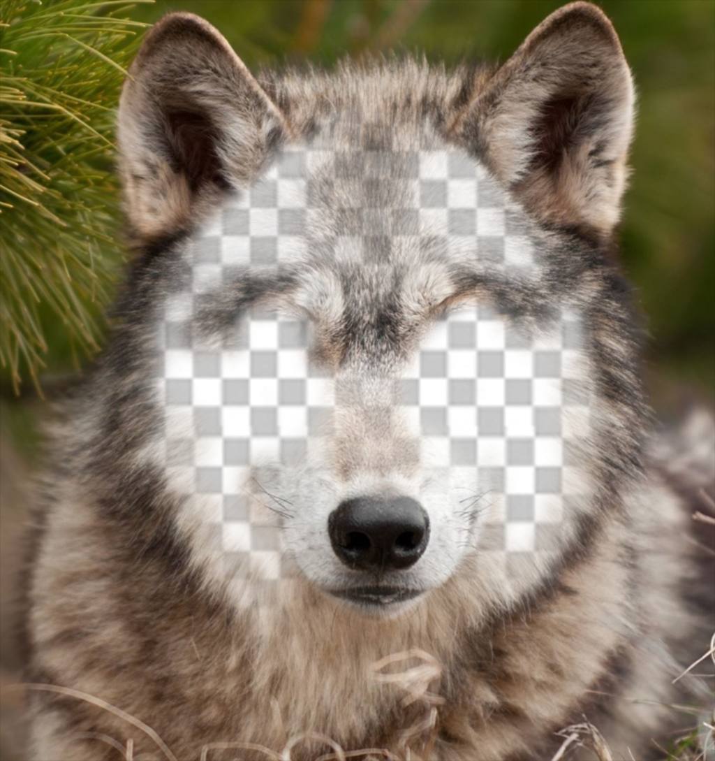Setzen Sie Ihr Gesicht auf einem Wolf mit diesem Foto-Effekt ..