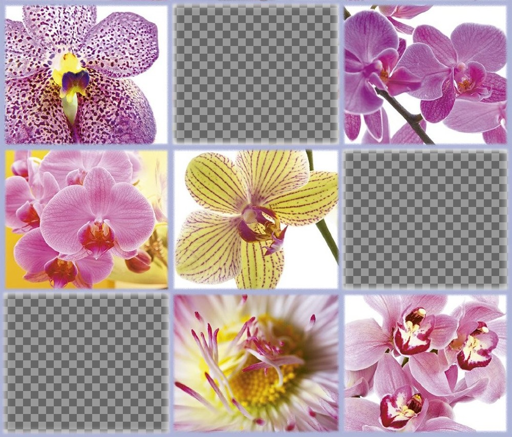 Freie Collage mit schönen Blumen drei Ihrer Fotos hinzufügen Editierbare Fotoeffekt ..