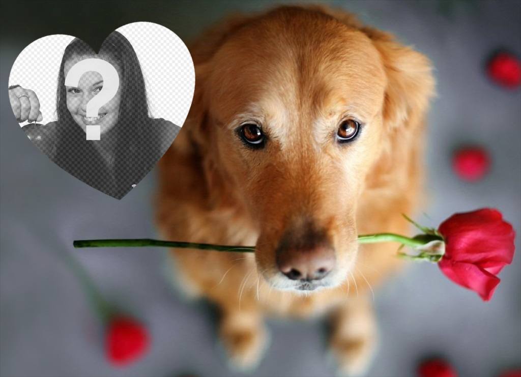 Romantische Fotoeffekt mit einem Hund und einer Rose Ihr Foto hinzufügen ..