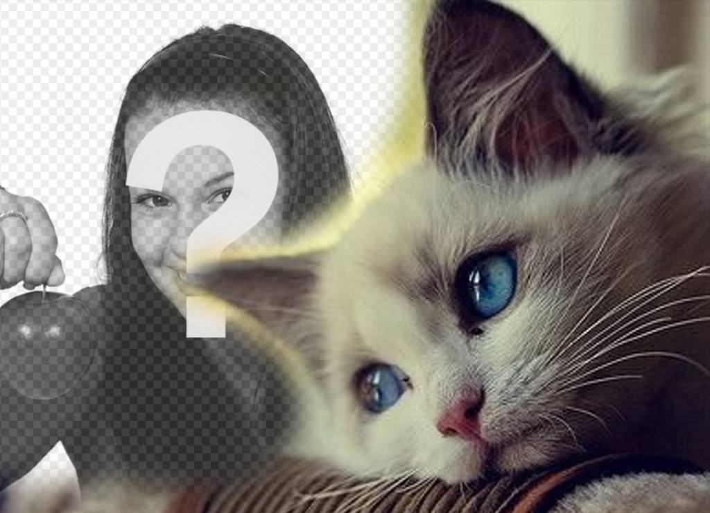 Effekt mit einem niedlichen blauen Augen Katze Ihr Foto ..