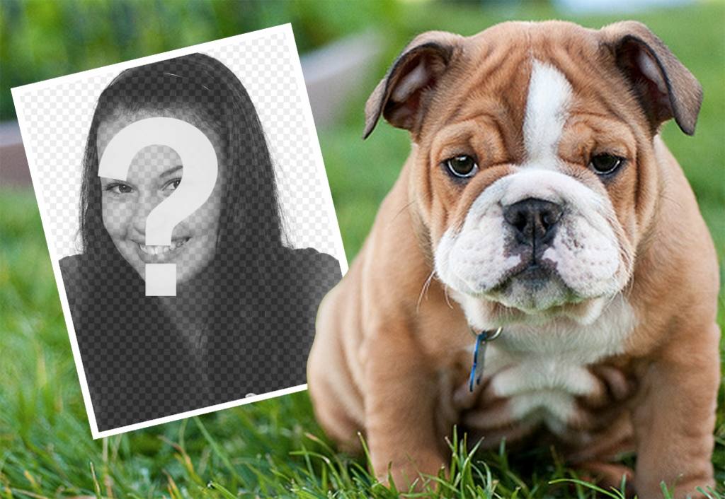 Online-Effekt mit einer englischen Bulldogge, wo Sie Ihr Foto ..