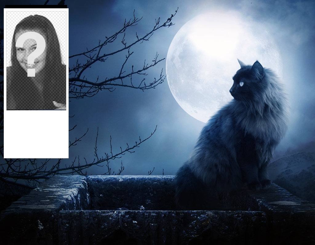 Benutzerdefinierte twitter Hintergründe mit einer schwarzen Katze und einem Mond Nacht. Personifizieren Sie mit Ihrem Foto..