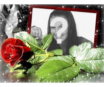 postkarte fur die liebe mit einer rose in dem sie ihr foto setzen konnen