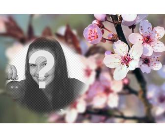 fotomontage auf einem unscharfen hintergrund mit kirschbluten und einer abgerundeten semitransparenten bilderrahmen um das foto zu platzieren