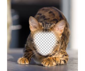 fotomontage einer wildkatze ihr gesicht zu setzen und eine hybrid-katzen-