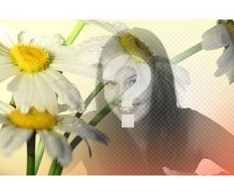 foto-collage mit einem bild von ganseblumchen-blumen mit einem orangefarbenen hintergrund wo sie ein foto platzieren konnen und kostenlos herunterladen