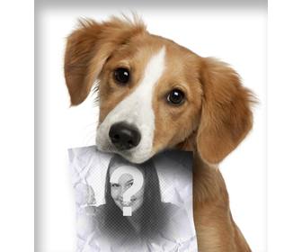 fotomontage mit traurigen welpen hund auf der suche nach seinem besitzer der eine rolle in den mund wo sie ein bild hochladen kann hat