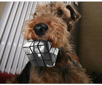 fotomontage rubik-wurfel von einem hund gebissen laden sie ein foto und machen diesen effekt