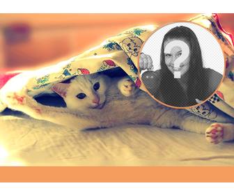 collage mit einer katze streckt sich auf einem bett was einen guten morgen mit den beinen