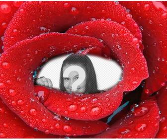 fotomontage mit beiliegendem foto innerhalb einer frischen rose