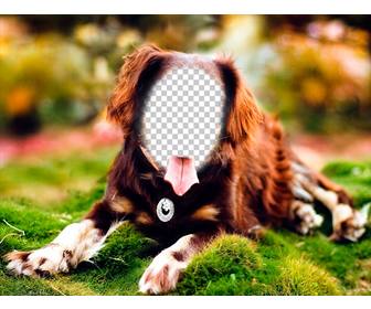 setzen sie ihr gesicht auf einen hund mit diesem online-fotomontage posiert