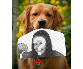 fotomontage mit einem hund halt ein foto mit der nase in einer lustigen art und weise dieser golden retriever