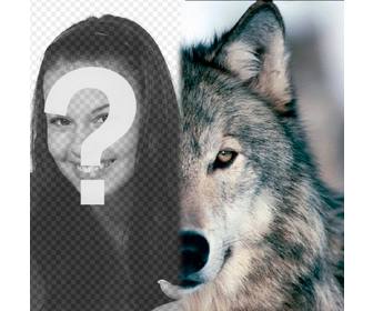 fotomontage um einen wolf gesicht neben sie setzen abschluss ihrer halfte