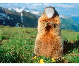 lustig fotomontage mit dem gesicht in einem biber in die kamera schaut