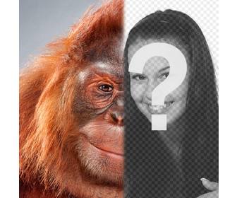 fotomontage mit halb ihr gesicht verwandelte sich in ein orang-utan