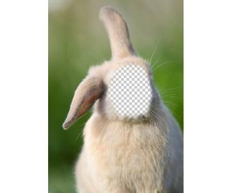 online fotomontage mit dem gesicht auf den korper eines kaninchens