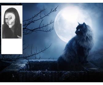 benutzerdefinierte twitter hintergrunde mit einer schwarzen katze und einem mond nacht personifizieren sie mit ihrem foto online