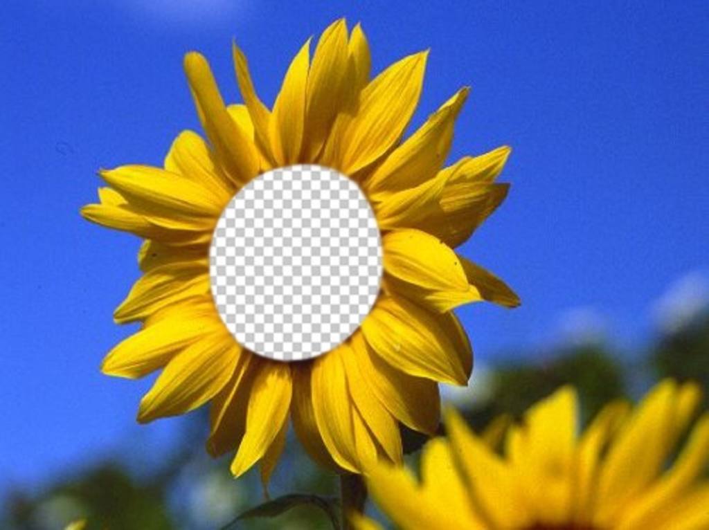 Lustige Fotomontage Ihr Gesicht auf einem schönen Sonnenblumen ..