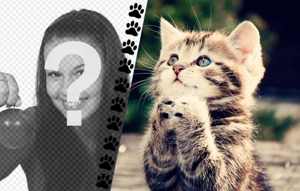 Erstellen Sie eine Collage mit lustigen Kätzchen etwas fragen und ein Bild von Ihnen auf der linken Seite mit einem Streifen aus kleinen Pfoten..