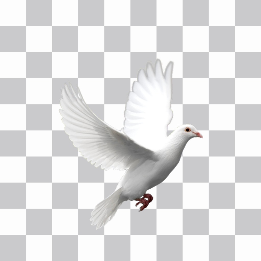weiße Taube fliegen Sie können Ihre Fotos mit unserem Redakteur Aufkleber setzen in. Legen Sie das Tier ..
