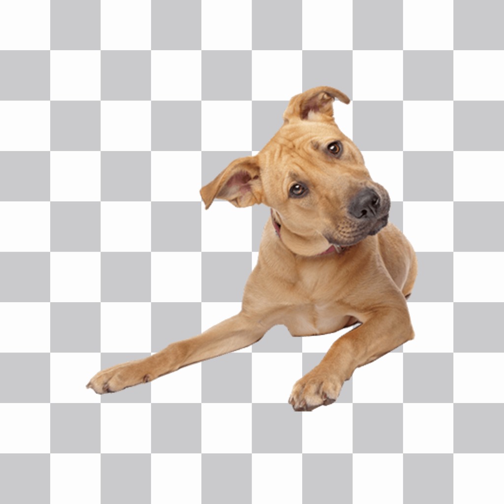 Aufkleber eines spielerischen Hund auf Ihre Fotos einfügen und dekorieren 