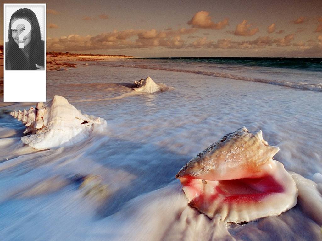 Hintergrund für Ihren Twitter Account von Muscheln am Strand. Sie können Ihr Foto auf die Seite..